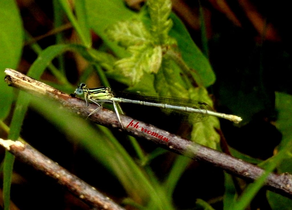 Platycnemis pennipes f.